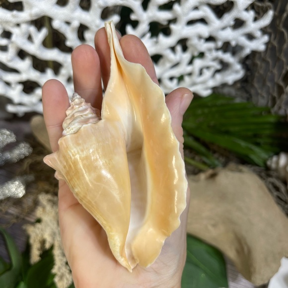 Unique Rare Rooster Tail Conch Seashell Collector Coastal Nautical Display Shell - Picture 8 of 17